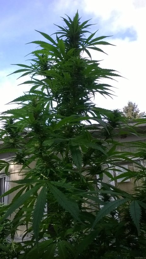 Mr Nice G13 x Hash Plant 10 ks štandardizované feminizované semená Sensi Seeds