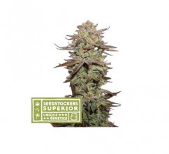 Sticky Fingers Auto - autoflowering cannabis seeds 5 pcs, Seedstockers