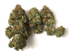 T.H. Seeds Roof 95 feminized seeds, 2 pcs
