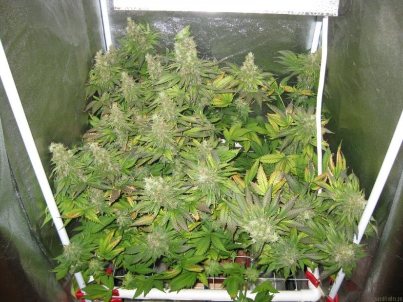 Blue Mystic 5 ks feminizované semienka Royal Queen Seeds