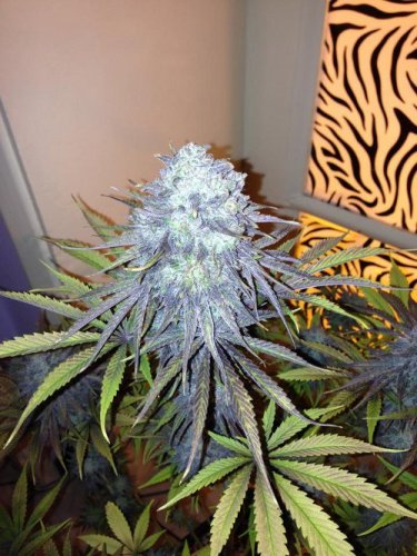 Royal Medic - Feminized Seeds 10 pcs Royal Queen Seeds