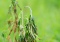 The most common problems in cannabis cultivation: how to solve them?