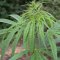 Technical hemp (hemp sativa)
