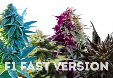 Nasiona konopi Fast Version - Zawartość THC - bardzo wysoki (nad 20%)