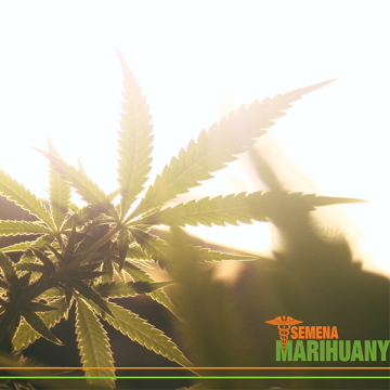 6 Tipps, wie man medizinisches Cannabis nicht konsumiert
