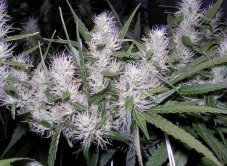 Master Kush - feminized seeds 10 pcs Dutch Passion