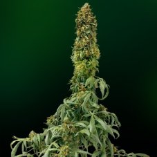 Sweet Tooth Auto – 3ks autoflower semínka Barney Farms