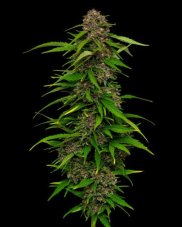 Squirt - feminized marijuana seeds 5 pcs Humboldt Seed Company