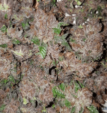Garden Of Green Phantom Cookies Domina feminizované semená