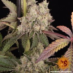 Runtz Muffin - feminizovaná semená marihuany 5 ks Barney´s Farm