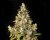 Monster - 3 feminizowane nasiona Eva Seeds
