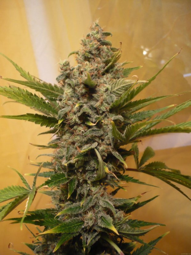 Northern Lights Automatic - feminizované a autoflowering semienka 3ks Sensi Seeds