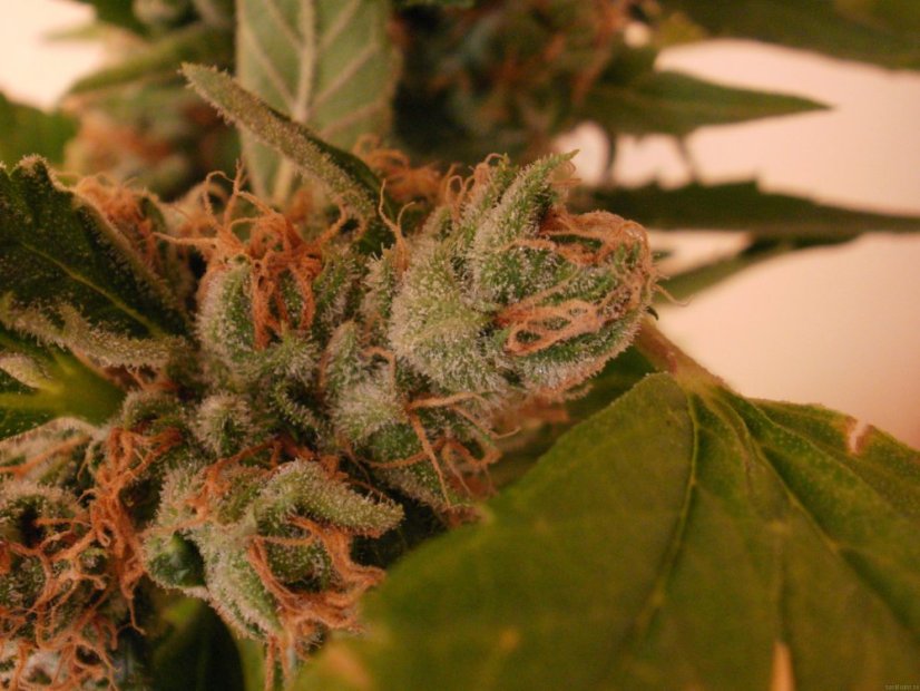 Psicodelicia - Feminisierte Samen 5ks Sweet Seeds