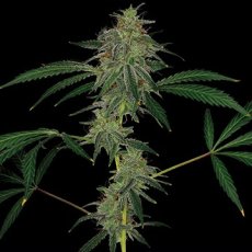 Blue Mammoth - 3 Stück Autoflower-Samen Barney's Farms