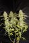 Krem Mandarine Fast Version - feminizowane nasiona 5ks Sweet Seeds