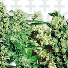 Feminized Mix - 20 ks feminizovaná semínka Sensi Seeds