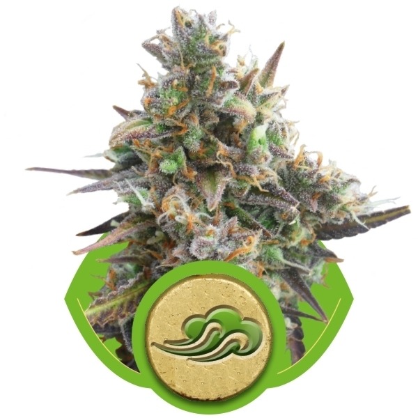 Royal Bluematic - samokvitnúce semienka 5ks Royal Queen seeds