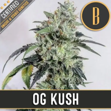 Blimburn Seeds OG Kush feminisierte Hanfsamen