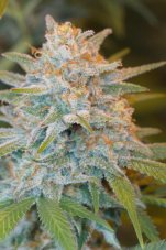 Quick Critical + - Feminized seeds 3pcs Dinafem