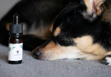 CBD für Hunde: Ist es sicher und welche Dosierung sollte man wählen?