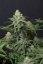 Wedding Cheesecake FF - feminized marijuana seeds 5 pcs Fast Buds