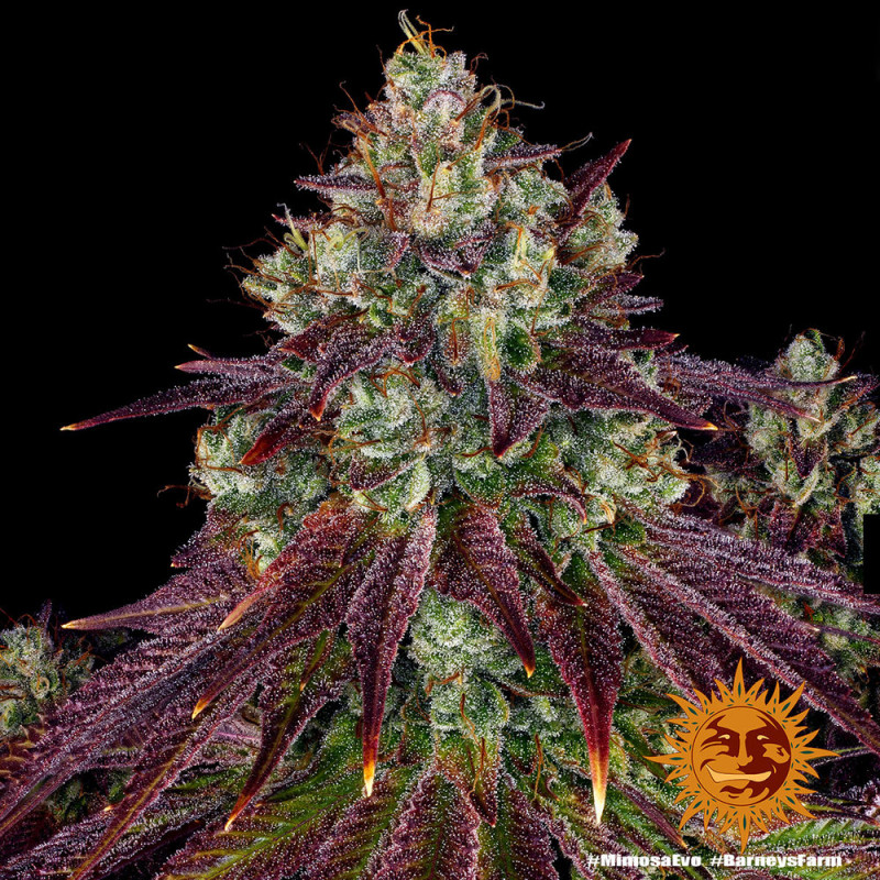 Mimosa EVO - feminizovaná semena marihuany 3 ks Barney´s Farm