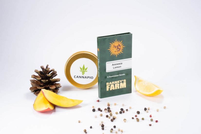 Amnesia Lemon – feminizované semienka 3 ks Barney Farms