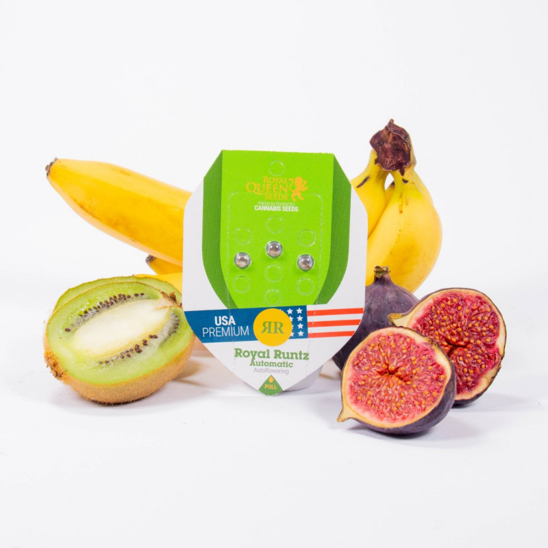 Royal Runtz Automatic - vysoký THC a jednoduché pestovanie