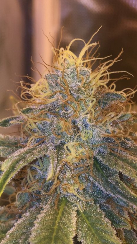 Liberty Haze – feminizovaná semínka 5 ks Barney´s Farm