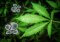 Mold on Hemp - 14 Effective Prevention Methods