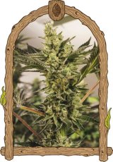 Banana Mash Auto – feminized autoflowering seeds, 5 pcs, Exotic Seed