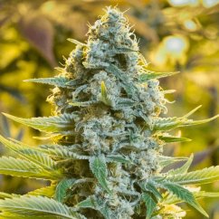 Moby Dick - feminized seeds 3pcs, Silent Seeds