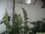 Red Diesel  – feminizované semienka 5 ks Barney Farms