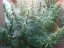 Angels Breath - 18 ks (Mango Haze x Afghan Haze) štadnardizovaná semienka Mr. Nice