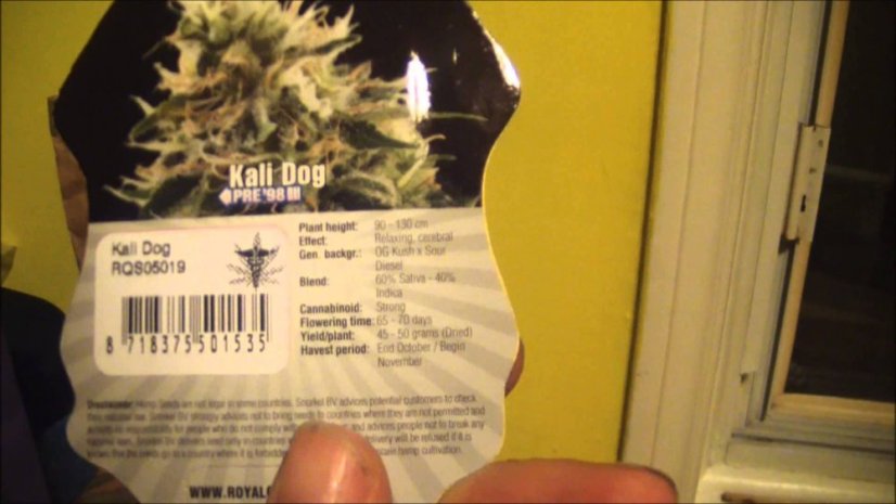 Kali Dog - feminizovaná semínka 5ks Royal Queen Seeds