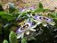 Mučenka modrá (rastlina: Passiflora caerulea) 5 semien