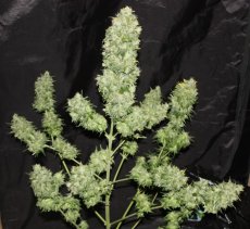 Green Poison Auto – 10 ks autoflowering semien RQS