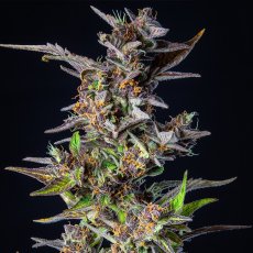 Watermelon Automatic  - feminizovaná a samonakvétací semínka 10ks Royal Queen Seeds