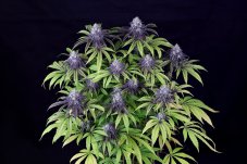 Seedsman Peyote Wi-Fi CBD 2:1 feminizovaná semena