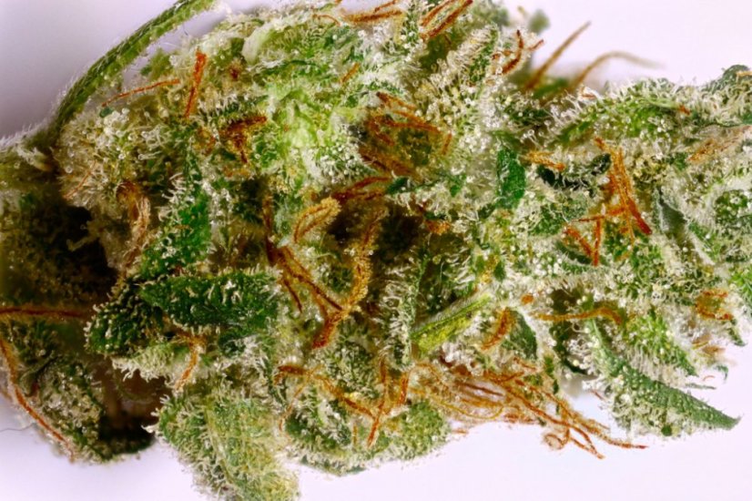 Chemdawg - standardizovaná semínka 10ks Humboldt