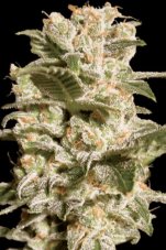 Paradise Seeds Belladonna Feminized Seeds