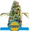 Royal CBDV Automatic - samokvitnúce semienka 3 ks Royal Queen Seeds