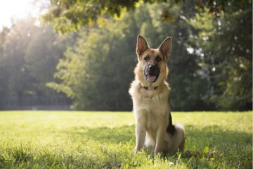 DROGENHUNDE: KÖNNEN SIE CBD RIECHEN?