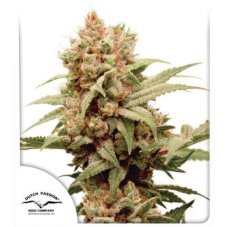 CBG-Force® - nasiona feminizowane 5szt Dutch Passion