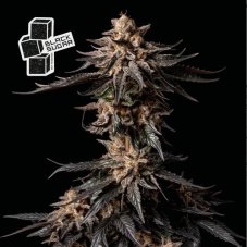 Black Sugar - semi di marijuana femminizzati 5pz, Seedsman
