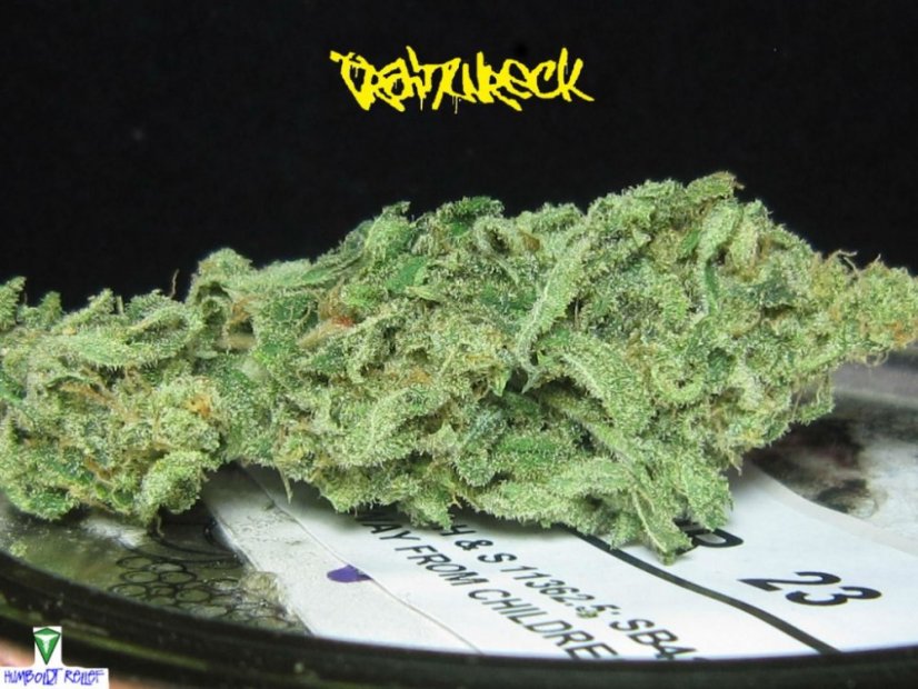 Trainwreck - feminizovaná semienka 3ks Humboldt