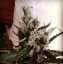Black Jack Fast Version - feminizované semienka 10 ks Sweet Seeds