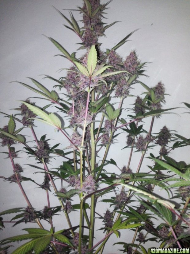 Bloody Skunk Auto - samonakvétací semínka 3 ks Sweet Seeds