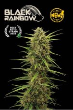 Seedstockers Black Rainbow Auto samonakvétací semena