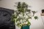 Dark Devil Auto - fem. a autoflowering semienka 10ks Sweet Seeds